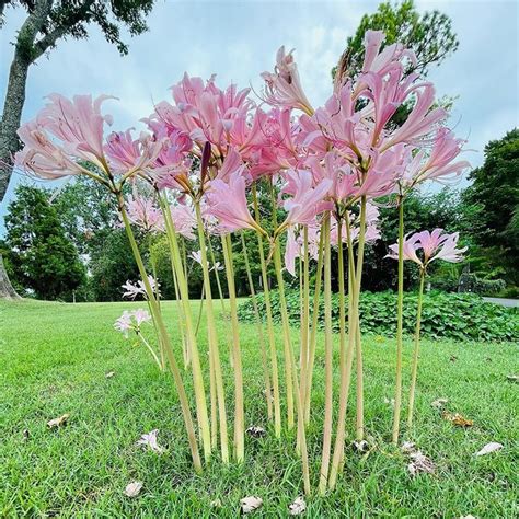 bare naked lady flower|8 Different Types of Naked Lady Flowers To Cheer Up Your Garden